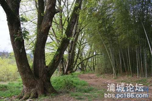 大游村南浦溪泮