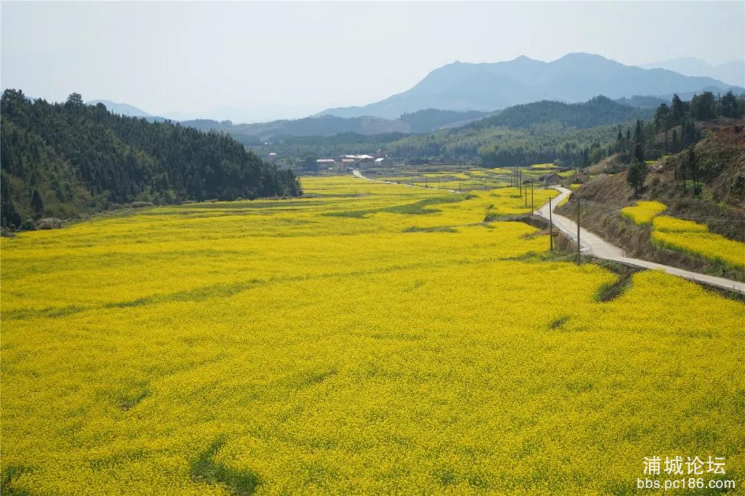 忠信油菜花海