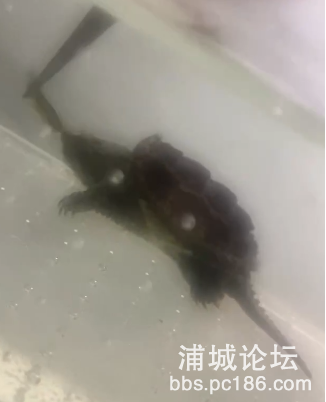82e8d80201fbac492399b01d31531ad.png