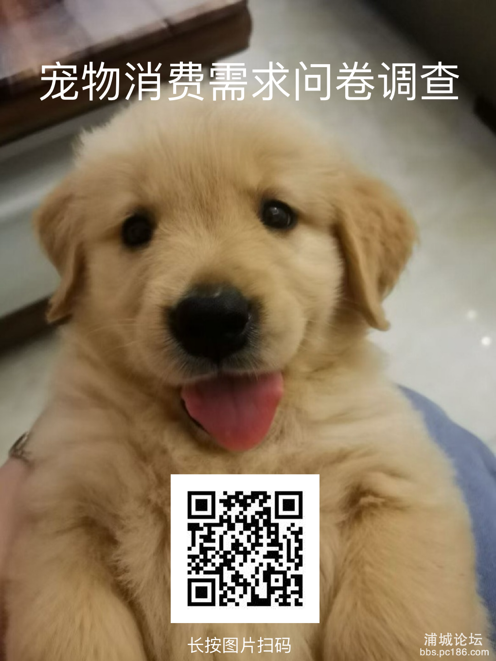 狗狗.png